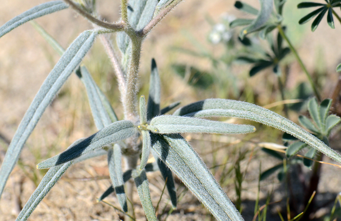 Desert Palafox has green or gray-green leaves that are rough to the touch from dense stiff white hairs as shown here. Palafoxia arida var. arida